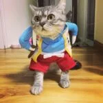 Déguisement Chat BG