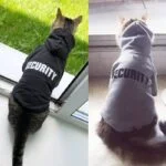 Déguisement Chat Sécurité
