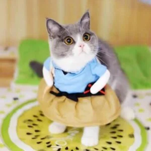 Déguisement Chat Guitariste